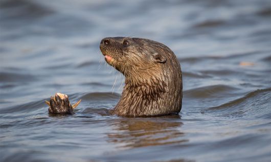 국립생물자원관 관계자는 수달이 괴생명체의 정체일 가능성이 크다고 봤다. 게티이미지뱅크