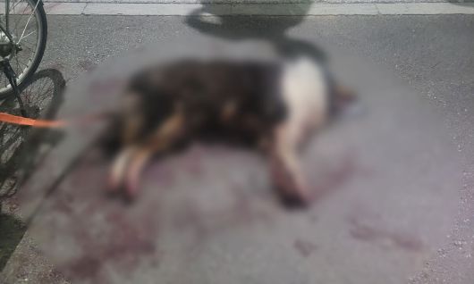 22일 오후 8시쯤 천안시 신부동 천안천 자전거도로와 산책로에서 전기자전거에 매달려 끌려가다 심한 부상을 입고 피를 흘리고 쓰러진 채 발견된 러프콜리.