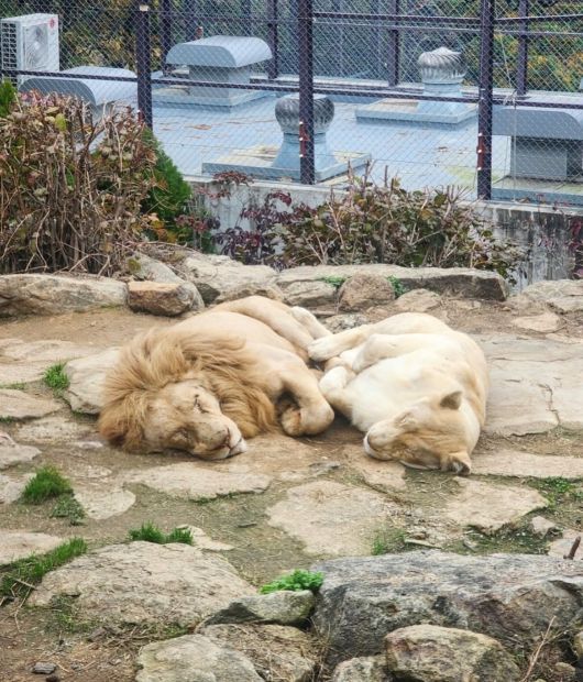 대구 스파밸리 네이처파크 사육장에서 자는 백사자 레오와 레아. 스파밸리 인스타그램 캡처