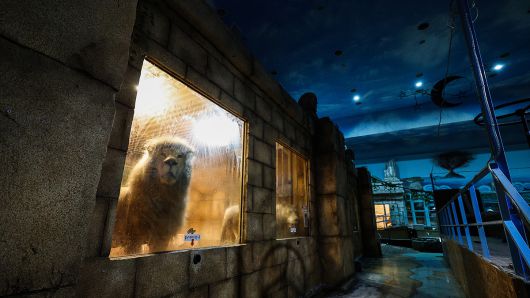 대구 수성구 한 실내 동물원 사육장에 갇혀있는 백사자들. 2024년 6월 구조됐다. 연합뉴스