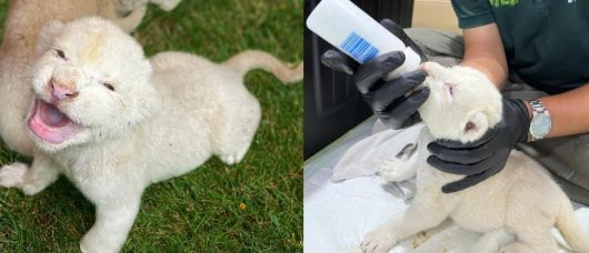 백사자 레오와 레아 사이에서 태어난 아기 사자들. 수컷 1, 암컷 2, 총 3마리다. 스파밸리 네이처파크 제공