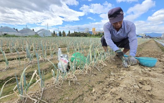 최악 가뭄에 농업용수 공급이 중단된 가운데 지난 1일 강원 강릉시 한 대파밭에서 농민이 작업을 하고 있다. 강릉=연합뉴스