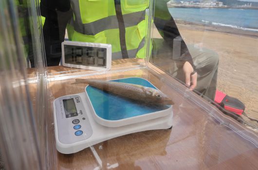 6일 제주 서귀포시 안덕면 사계해변에서 제주도와 세계일보가 공동 주최한 전국드론낚시대회 인 제주에서 물고기 무게 측정을 하고 있다. 제주=이재문 기자