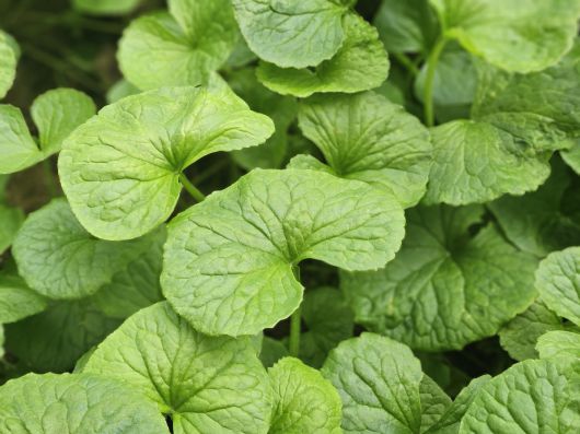 제주 서귀포시 구좌읍 ‘리만팜’에서 재배 중인 ‘자이언트 병풀’.