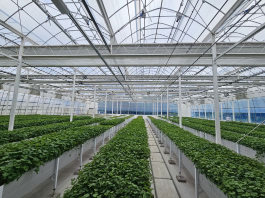 제주 서귀포시 구좌읍 ‘리만팜’ 내부 모습.