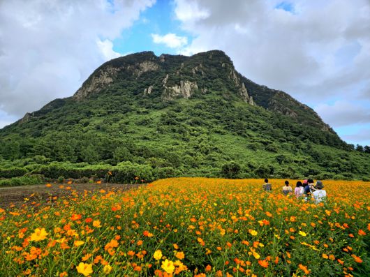 산방정원 황화 코스모스.