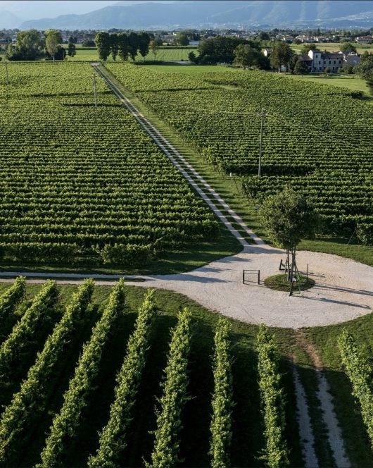 빌라 산디 포도밭. 인스타그램