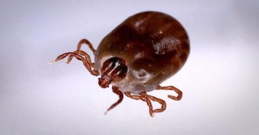 진드기가 옮기는 바이러스 전염병인 ‘중증열성혈소판감소증후군’(SFTS). 사진은 바이러스를 옮긴 것으로 추정되는 작은소참진드기(Haemaphysalis longicornis). 한국과 중국, 일본 등지에 서식한다. 연합뉴스