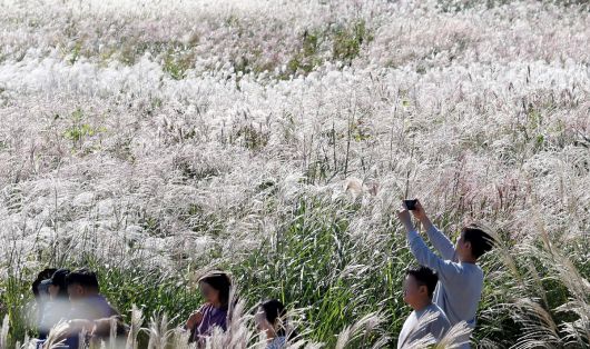 지난해 개최된 서울억새축제에서 시민들이 가을 정취를 즐기고 있다. 뉴시스