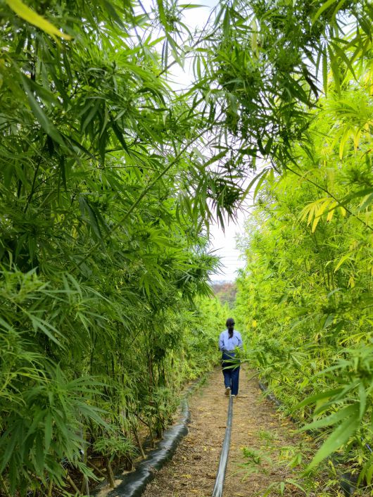 금소마을 대마밭.