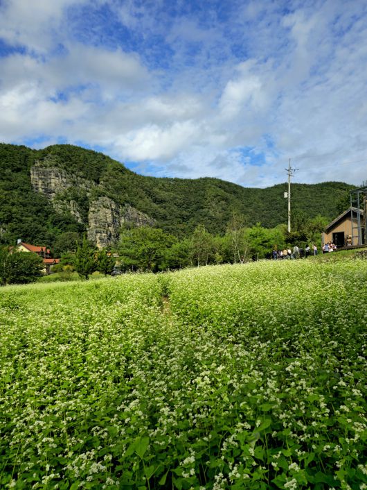 맹개마을 메밀밭.