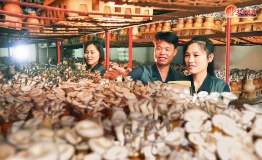 북한 노동당 기관지 노동신문은 31일 "각지 버섯공장들에서 선진적인 기술을 적극 받아들여 버섯생산을 부단히 늘여나가고 있다"고 보도했다.