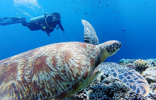 29일(현지시간) 인도네시아 마나도 부나켄 해양국립공원에서 이스타항공의 인천-마나도 첫 편을 통해 도착한 관광객들이 스노쿨링과 다이빙을 즐기며 기념촬영을 하고 있다. 마나도 부나켄 해양국립공원은 맑은 바다 속에서 1,300종 이상의 해양 생물과 370여 종의 살아있는 산호초 등을 맨 눈으로 감상할 수 있어 세계 3대 다이빙 성지로 불린다.