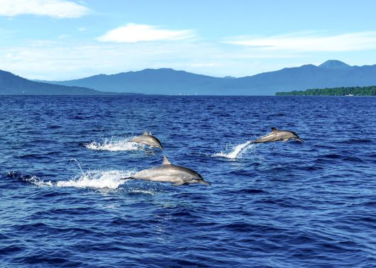 마나도 부나켄 해양국립공원 투어 중 만날 수 있는 돌고래.