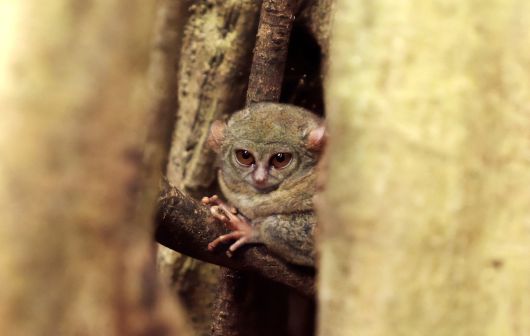 탕코코국립공원, 세상에서 가장 작은 타르시우스 안경원숭이