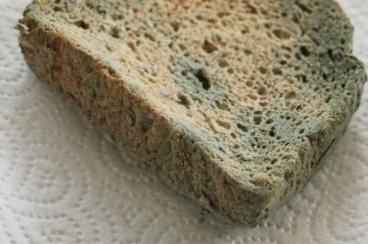 음식물에 많이 생기는 누룩곰팡이는 ‘아플라톡신’이라는 독소를 분비한다. 게티이미지뱅크