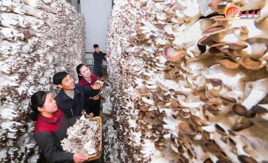 북한 노동당 기관지 노동신문은 9일 원산버섯공장에서 "인민생활에 이바지하기 위해 적극 노력하고 있다"고 선전했다.