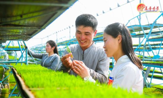 북한 노동당 기관지 노동신문은 지난 2025년 12월 29일 "당의 영도 밑에 농업부문은 올해에도 큰걸음을 내짚었다''며 "당중앙위원회 제8기 제11차 전원회의가 제시한 알곡생산목표를 달성하고, 농촌경리의 물질기술적 토대가 일층 강화되였다'고 보도했다.