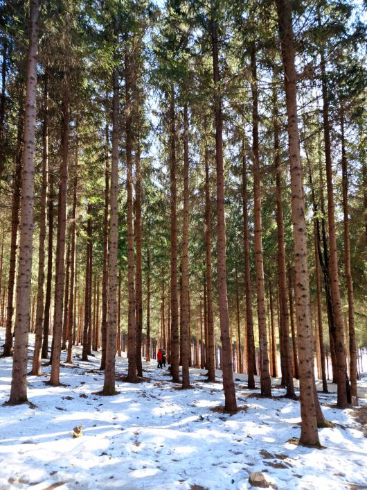 모나용평  독일가문비나무숲.