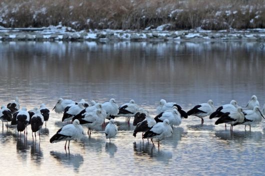 고창 해리천 황새.