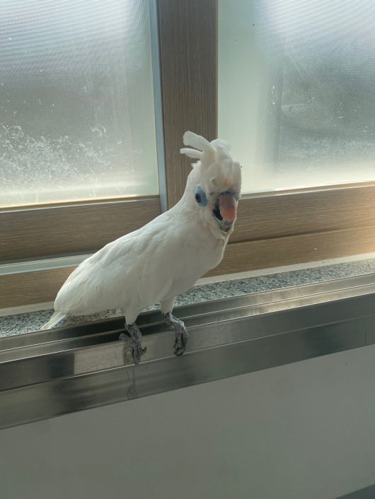 티타늄 인공 부리를 가진 앵무새. 우치동물원 제공