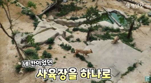 청주동물원의 넓은 사육장을 뛰어다니는 늑대들. 유튜브 세계일보 캡처