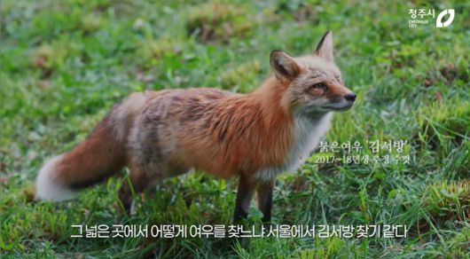 구조된 붉은 여우. 유튜브 청주시 캡처