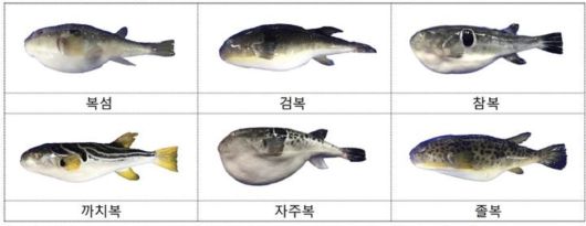 우리나라에서 식용으로 허용된 복어는 참복, 황복, 자주복 등 21종이다. 식품의약품안처 제공