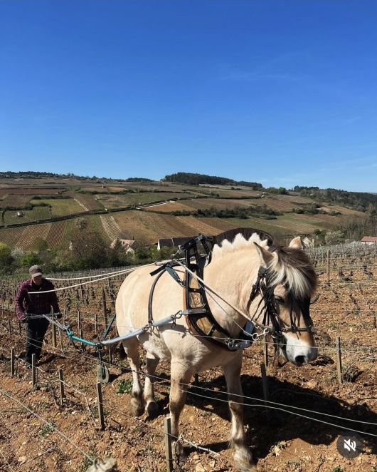 말 쟁기질로 포도밭 관리.  인스타그램
