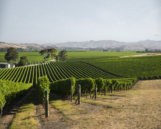 말보로 포도밭. 뉴질랜드와인협회