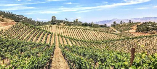 칼레라 드 빌리어스 빈야드. 홈페이지