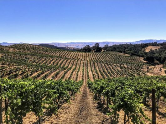 칼레라 밀스 빈야드. 인스타그램