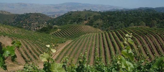 젠슨 빈야드. 홈페이지