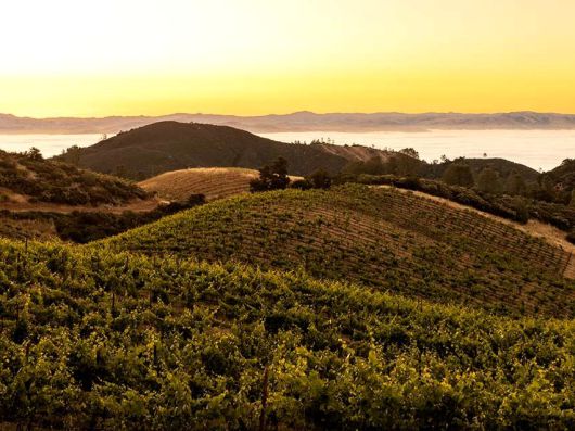 마운트 할란의 칼레라 포도밭. 인스타그램