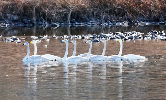 충북 괴산군 괴산읍 이탄교 인근 달천강에서 큰고니 무리가 수면위를 노닐고 있다. 충북 괴산군 제공