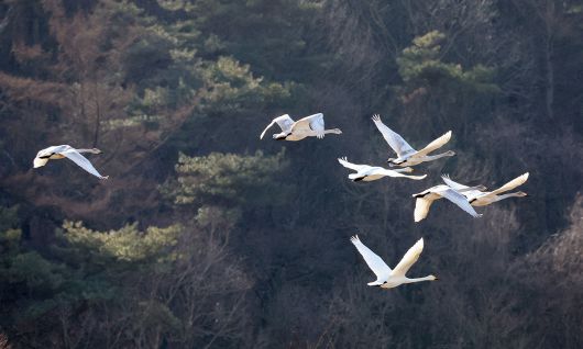 충북 괴산군 달천강 상공에서 큰고니 무리가 이동하고 있다. 충북 괴산군 제공