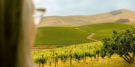 그르기치 힐스 포도밭. 홈페이지