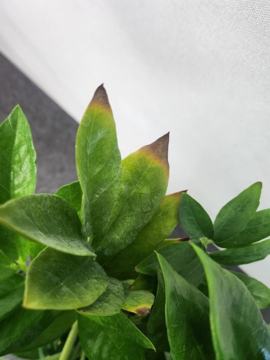 사진과 다른 구성으로 소비자 불만이 반복되고 있다. 독자 제공