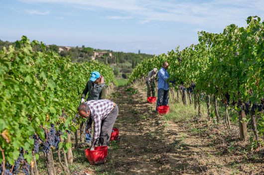 파라디소 손수확. 홈페이지