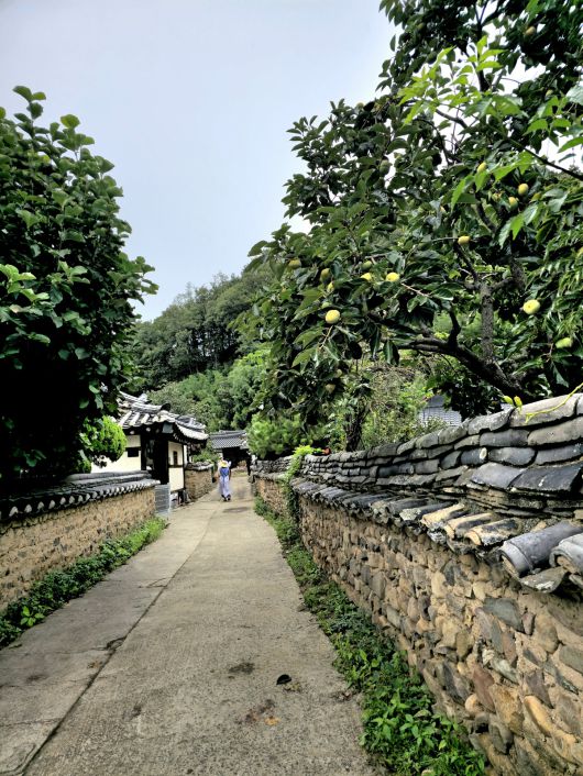 금소마을 돌담길.