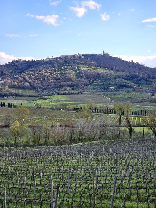 파라디소 디 카쿠치 포도밭과 몬탈치노 마을 언덕. 최현태 기자