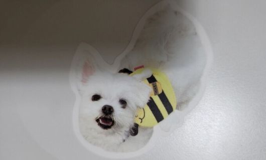 재롱이의 스티커가 붙어있는 기자의 노트북.