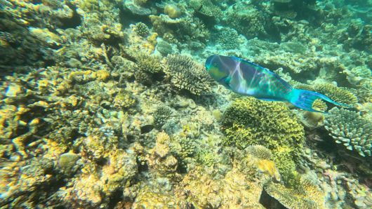 몰디브 바다속에는 형형색색 물고기들이 살고 있어 눈이 즐겁다. 사진=정희원 기자