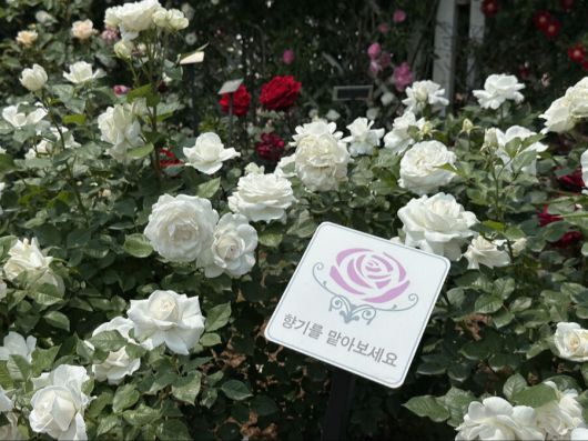 에버랜드 로로티 미로원에는 강렬한 향기를 자랑하는 장미 품종들이 모여 있다. 이화연 기자