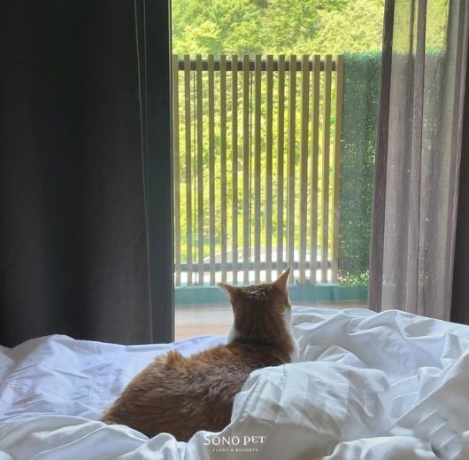 소노펫 객실에서 휴식을 취하고 있는 반려묘. 소노펫클럽앤리조트 제공