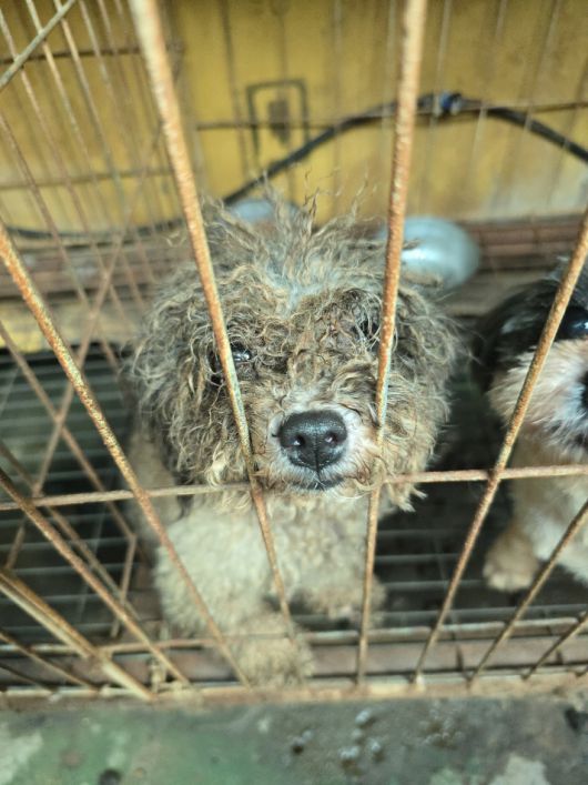 비위생적인 뜬장에서 질병으로 눈을 제대로 뜨지 못하고 있는 강아지. 동물자유연대 제공