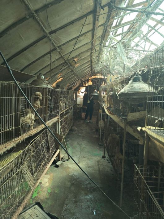 세종의 한 동물미용학원의 비위생적인 사육환경. 동물자유연대 제공