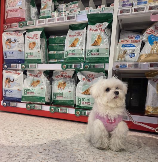 로얄캐닌 브랜드숍을 방문한 몰티즈 ‘봄이’가 다양한 강아지용 사료 앞에서 ‘앉아’를 하고 있다. 박재림 기자