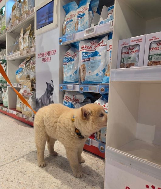 로얄캐닌 브랜드숍을 찾은 반려견. 박재림 기자