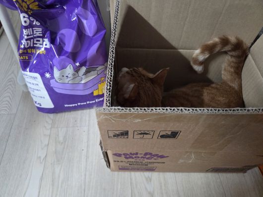 포포몽의 고양이 화장실 모래 제품과 반려묘. 독자 제공